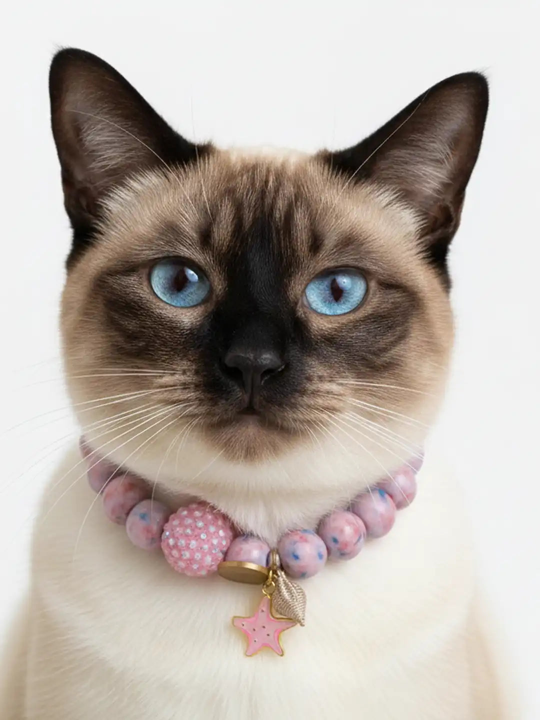 Cat with a colorful collar featuring a star charm
