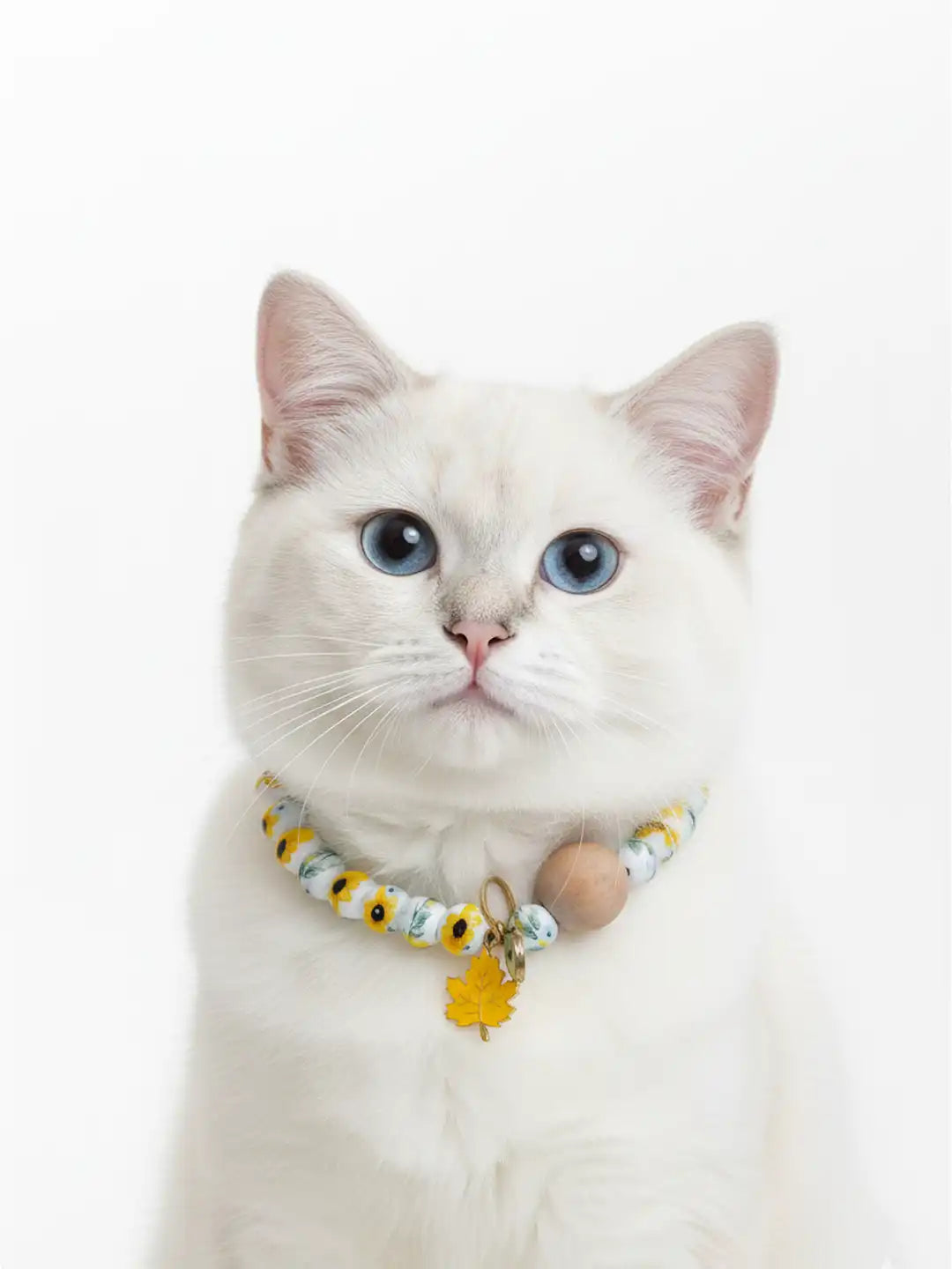 White cat wearing a colorful collar with a tag