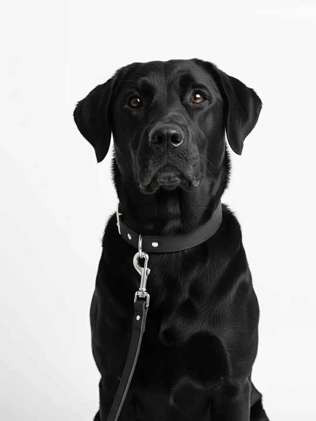 Gem & Bone Dog Leash