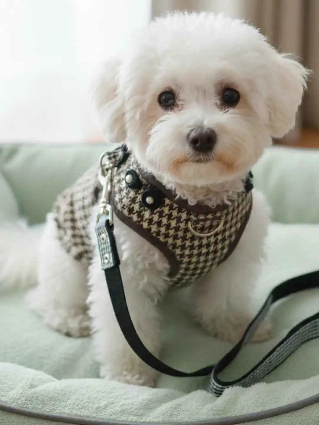 Too glam to give a damn Harness and Brown Leash Set