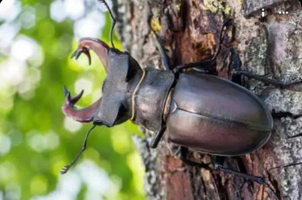 Beetle on a tree trunk with a blurred green background | Statement Necklace & Chokers | neo jewelry