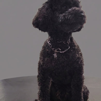 Near Earth Object | Black dog sitting on a gray surface with a plain background
