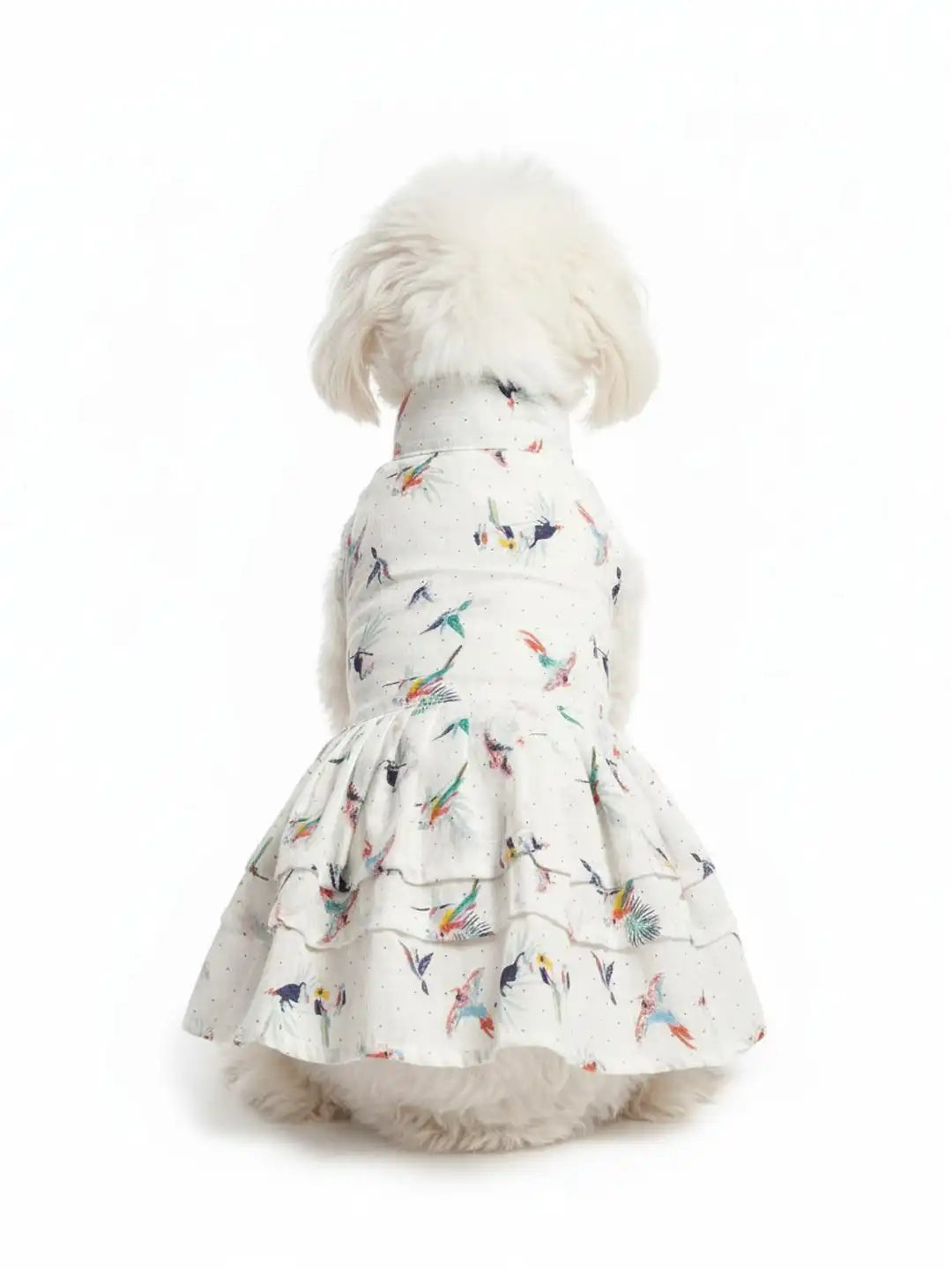 Dog wearing a white dress with colorful bird pattern 