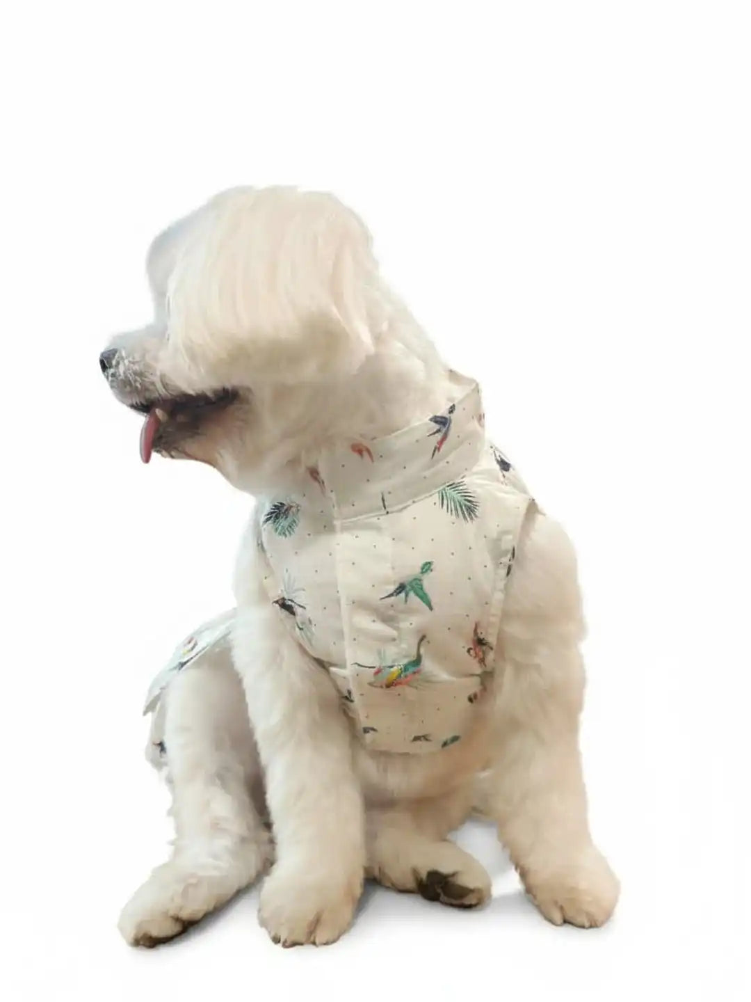 Small dog wearing a patterned outfit 