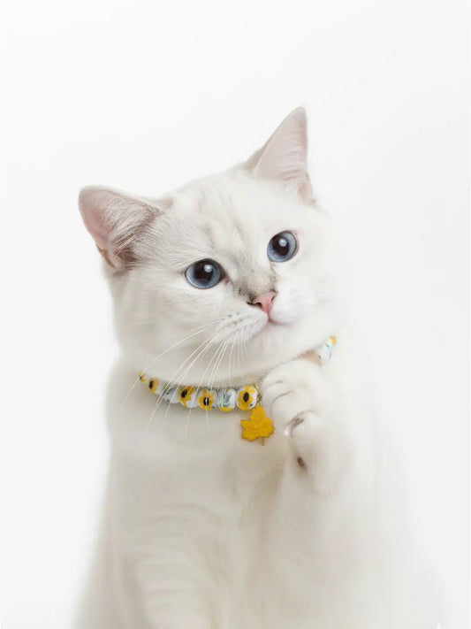 White cat wearing a collar with colorful tags 