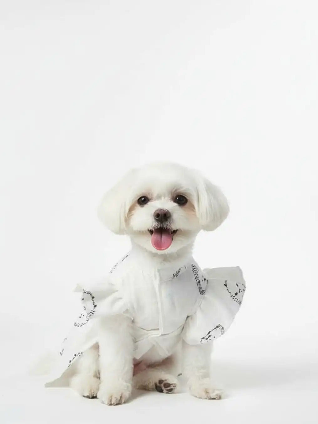 White dog wearing a patterned outfit 