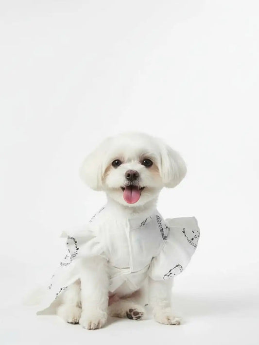 White dog wearing a patterned outfit 