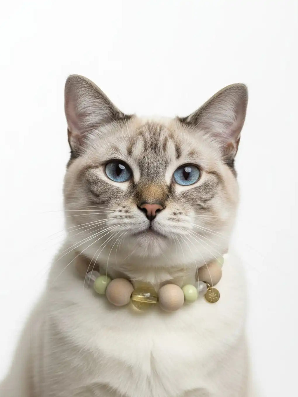 Cat wearing a colorful bead collar 