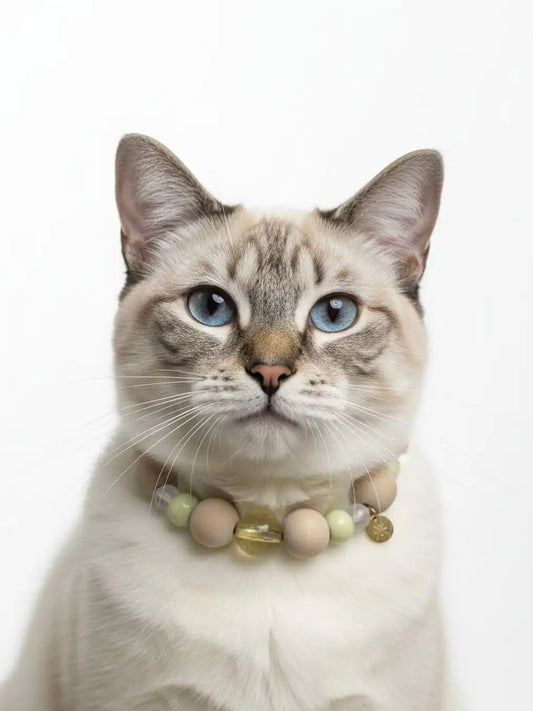 Cat wearing a colorful bead collar 