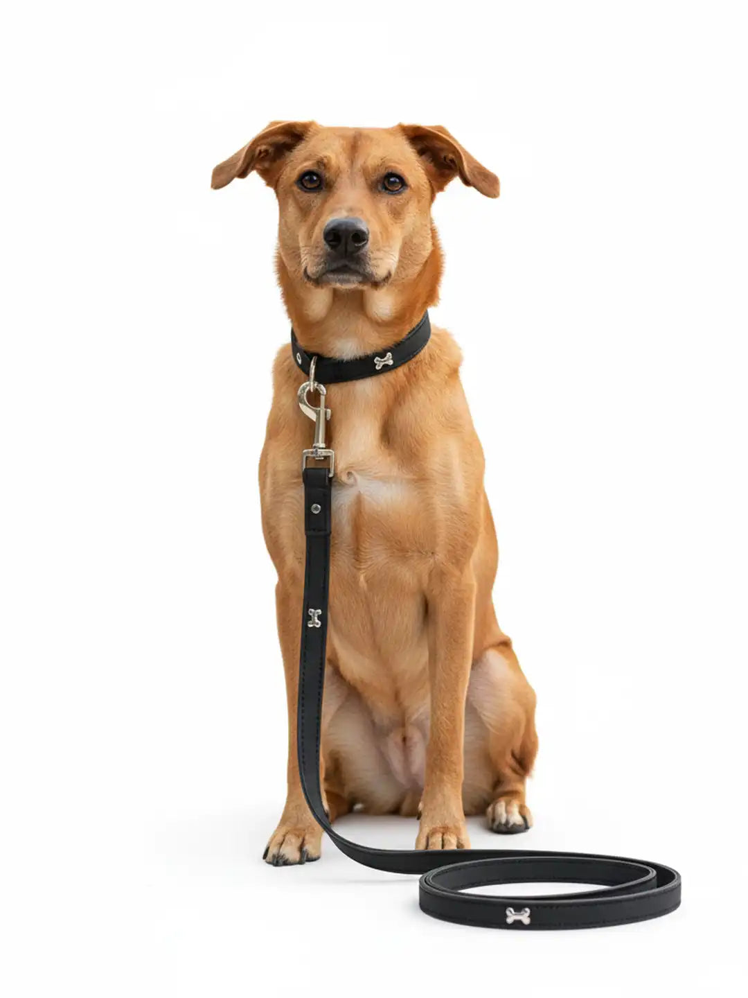 Dog wearing a black collar and leash 