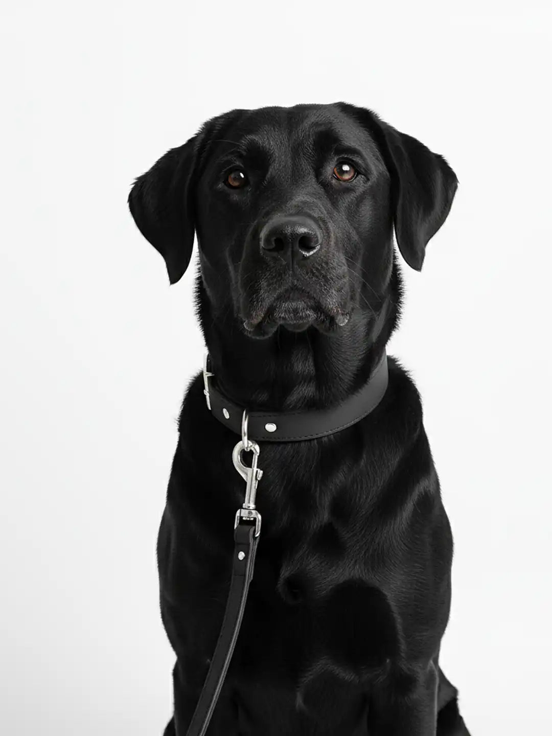 Black dog wearing a collar and leash 