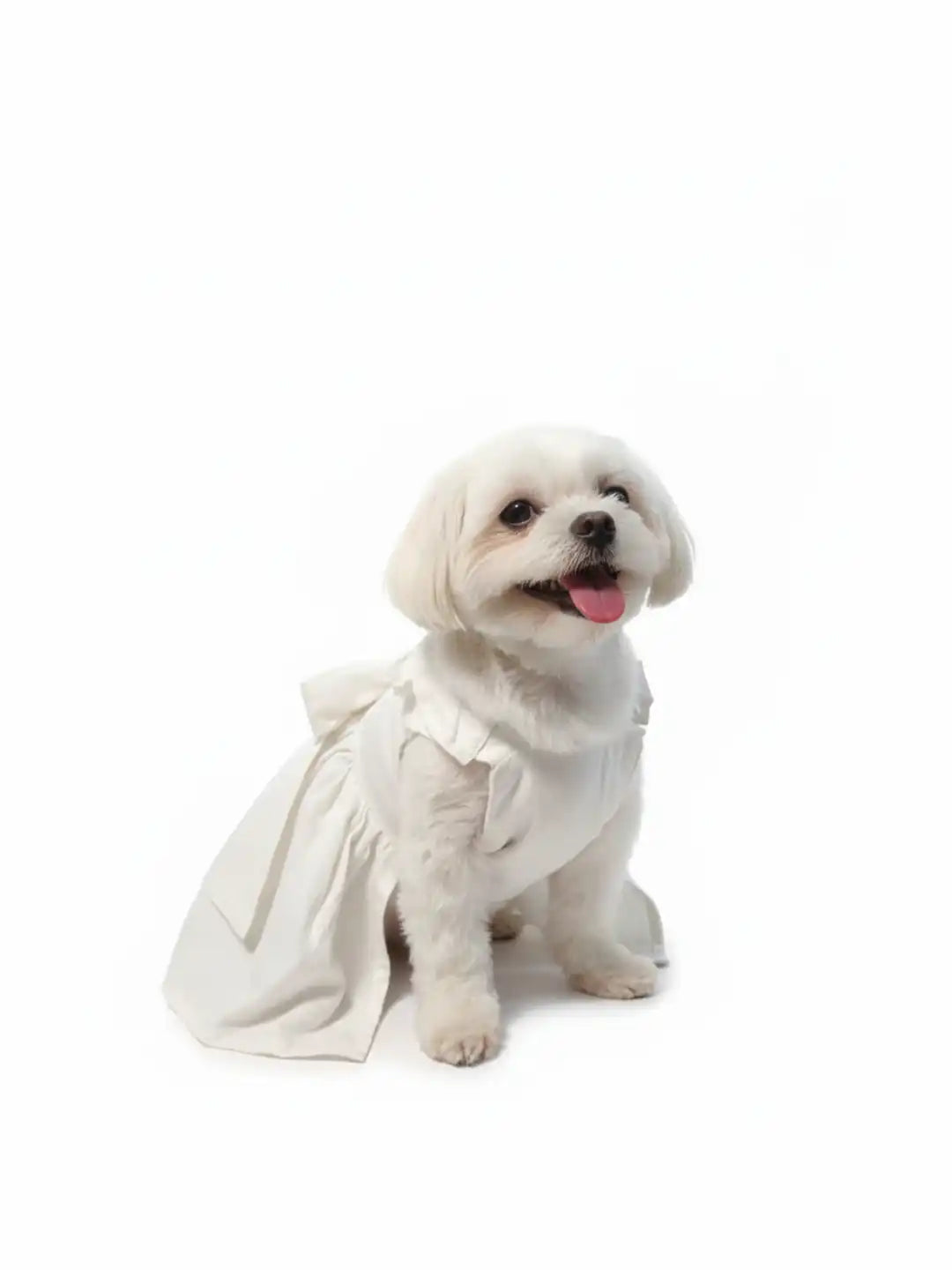 Small white dog wearing a white outfit