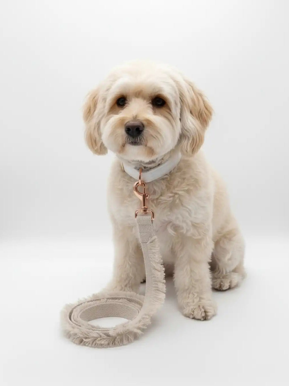 Dog with a Floral leash