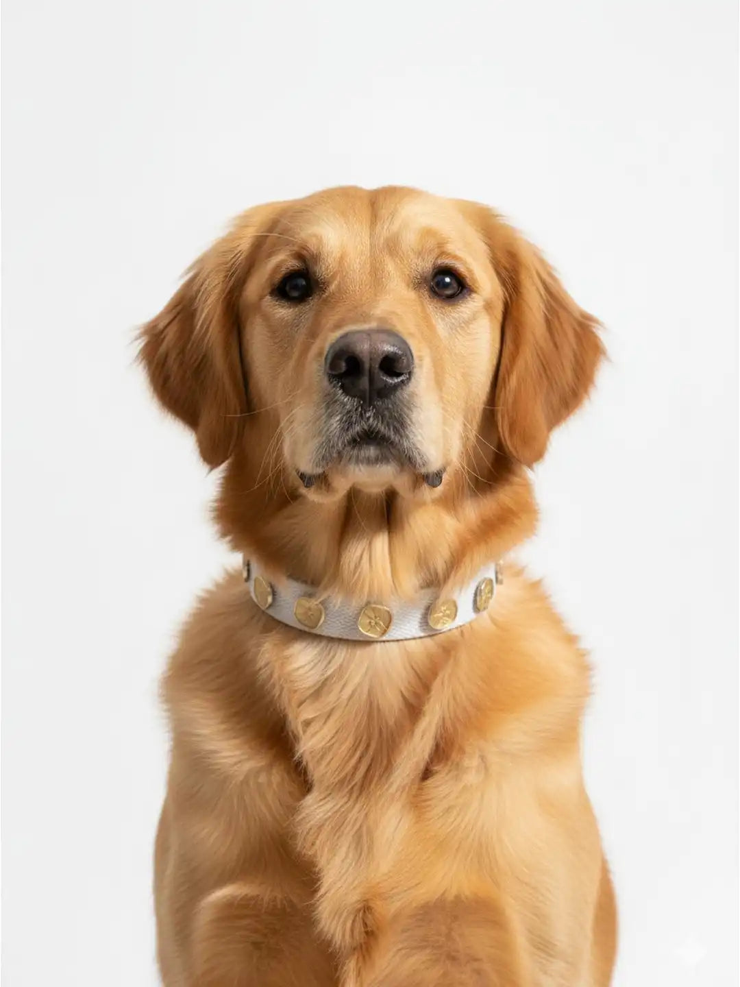 Dog wearing a decorative collar 