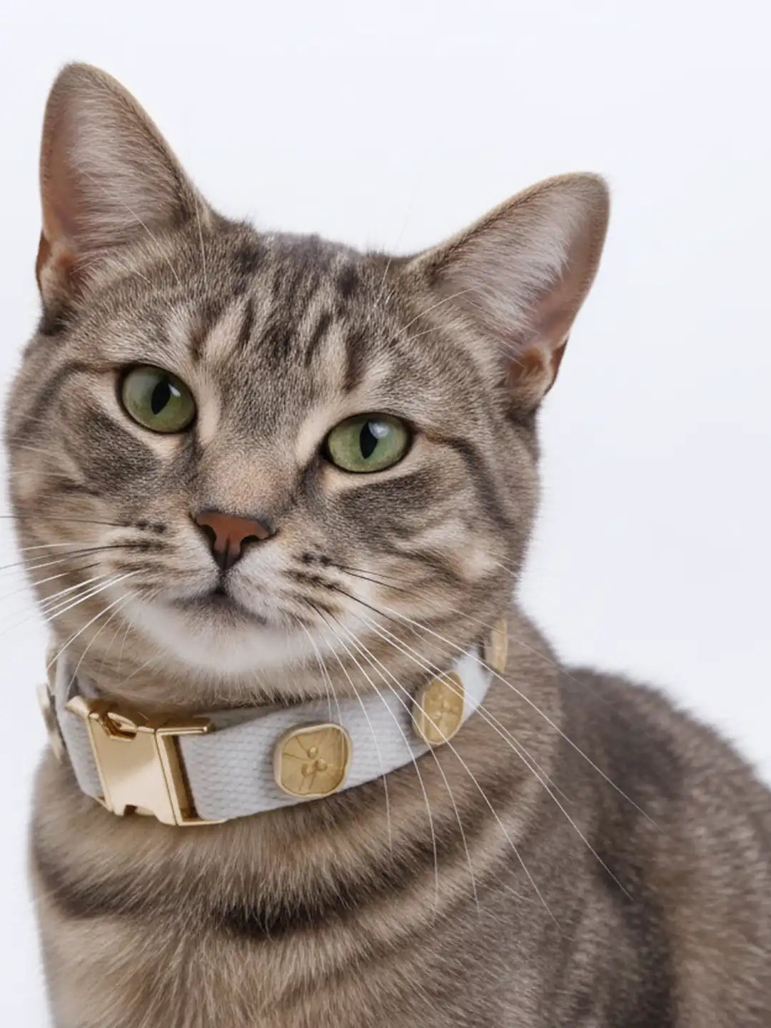 Cat wearing a light gray collar with gold accents 