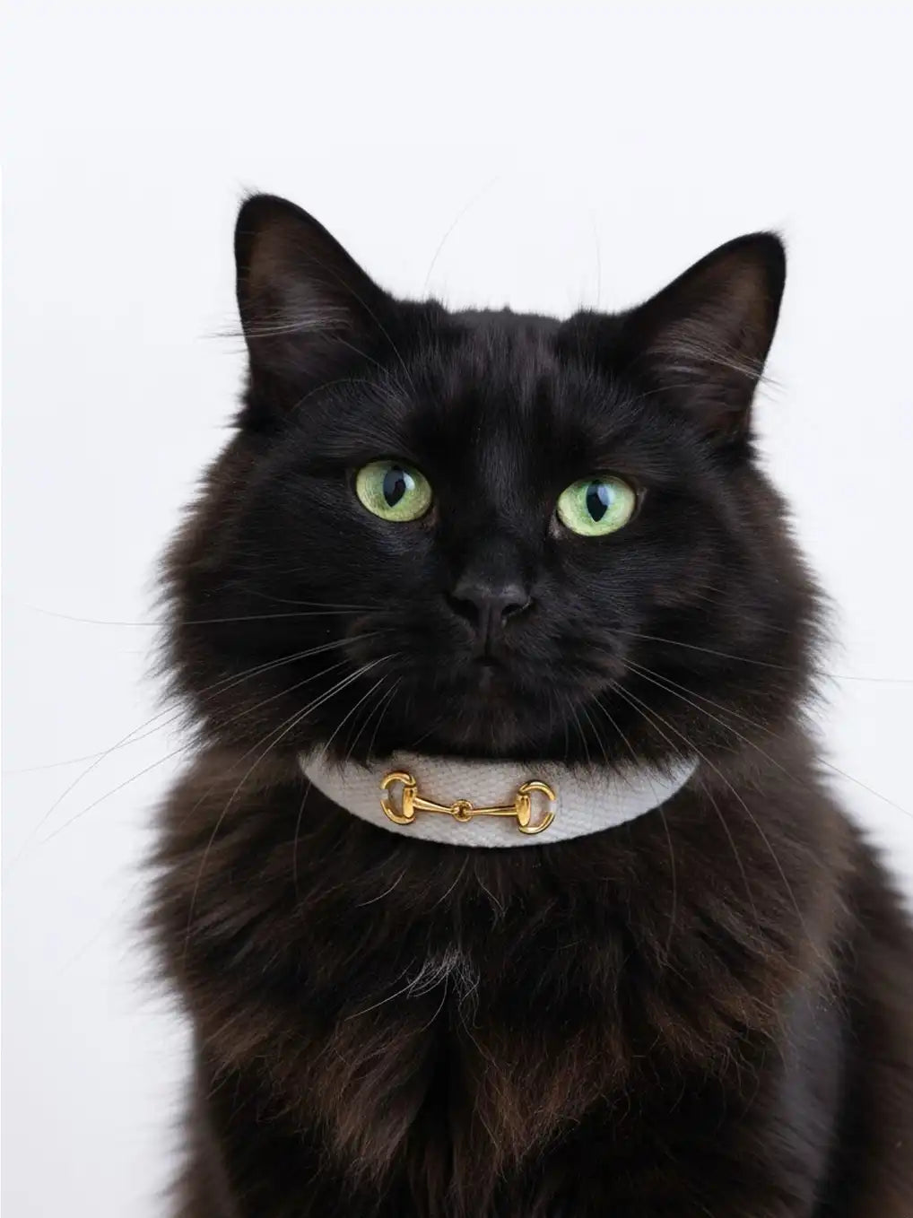 Black cat wearing a gold collar