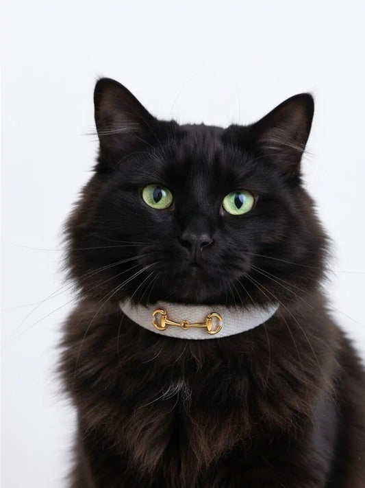 Black cat wearing a gold collar