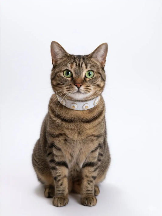 Cat wearing a collar medallion Rosegold