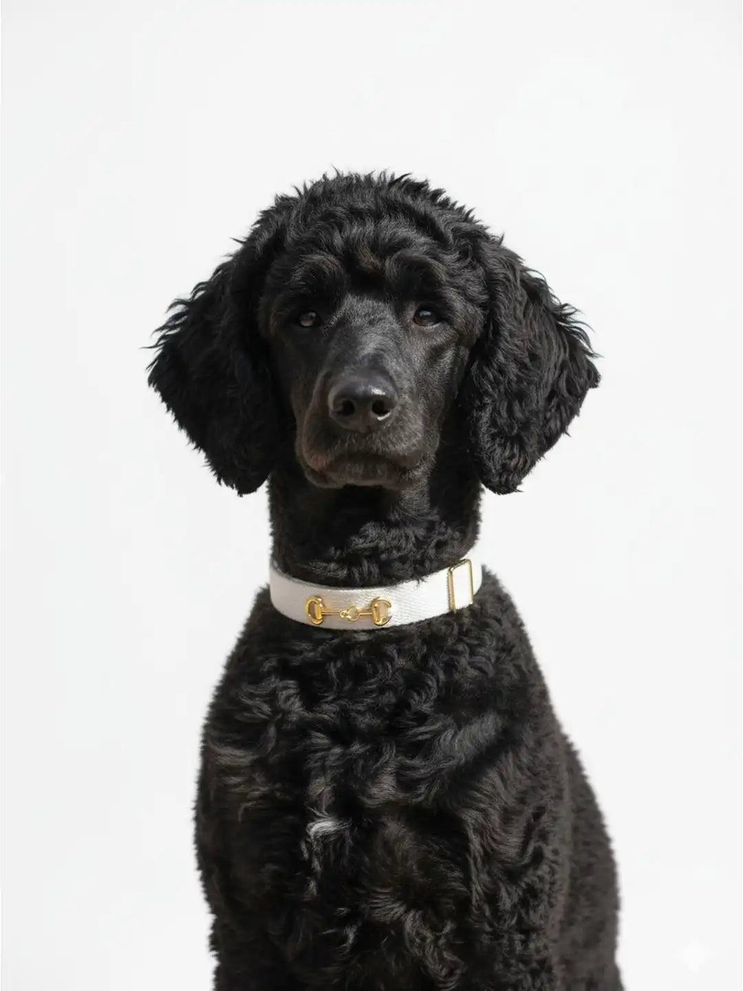 Black dog wearing a white collar with a gold bone design 