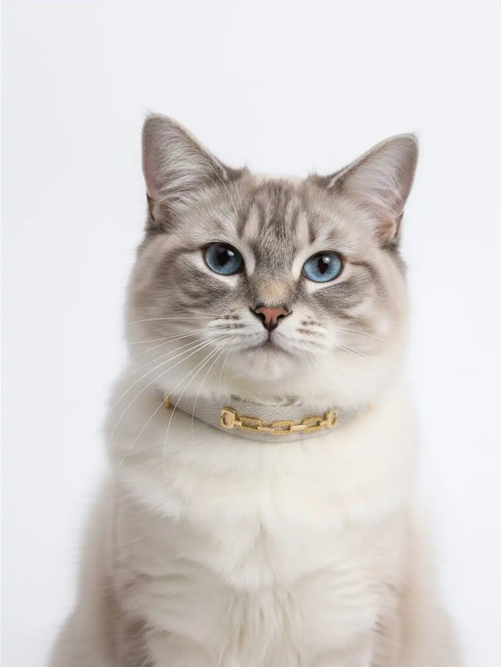 Cat wearing a Rosegold collar 