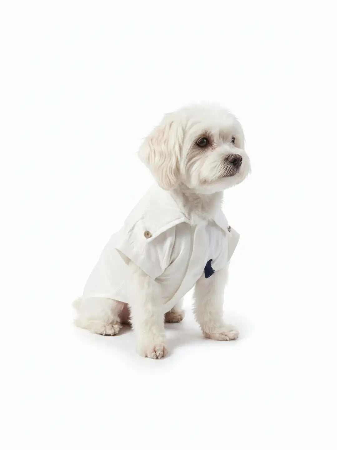 Small dog wearing a white shirt with a collar