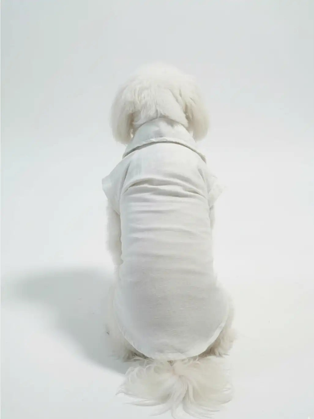 Dog wearing a white sweater 