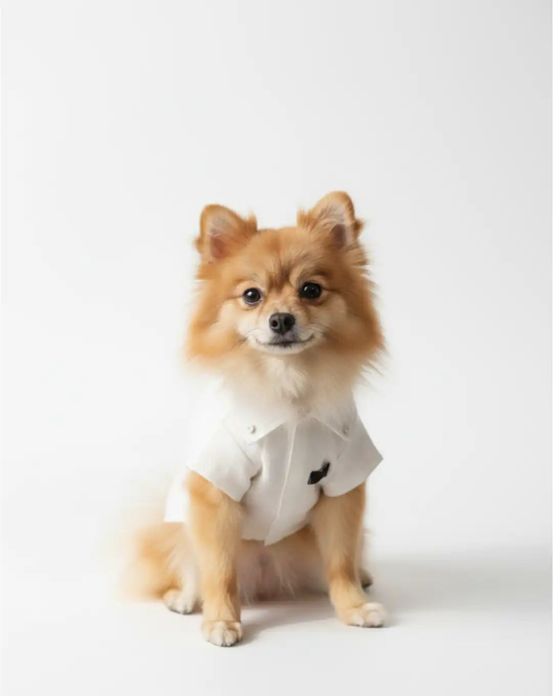 Small dog wearing a white shirt with a black design 