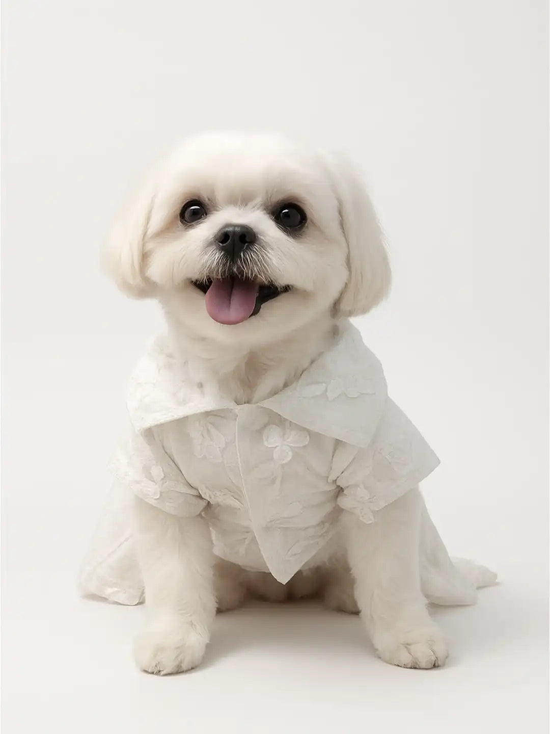 dog wearing a white dress with ruffles 