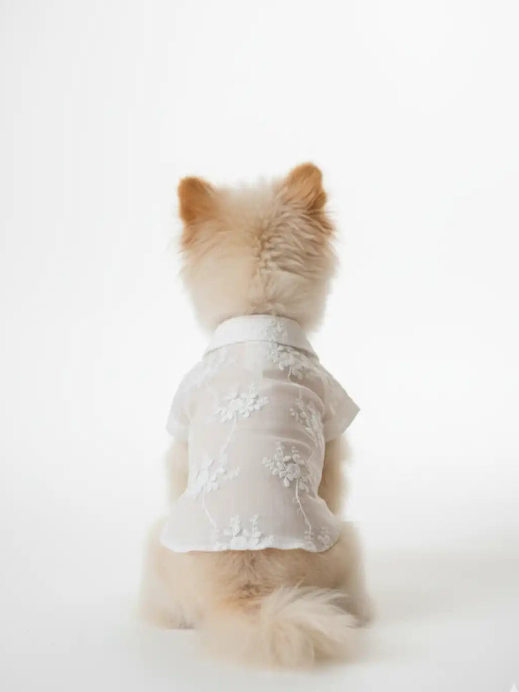 Small dog wearing a white lace dress 