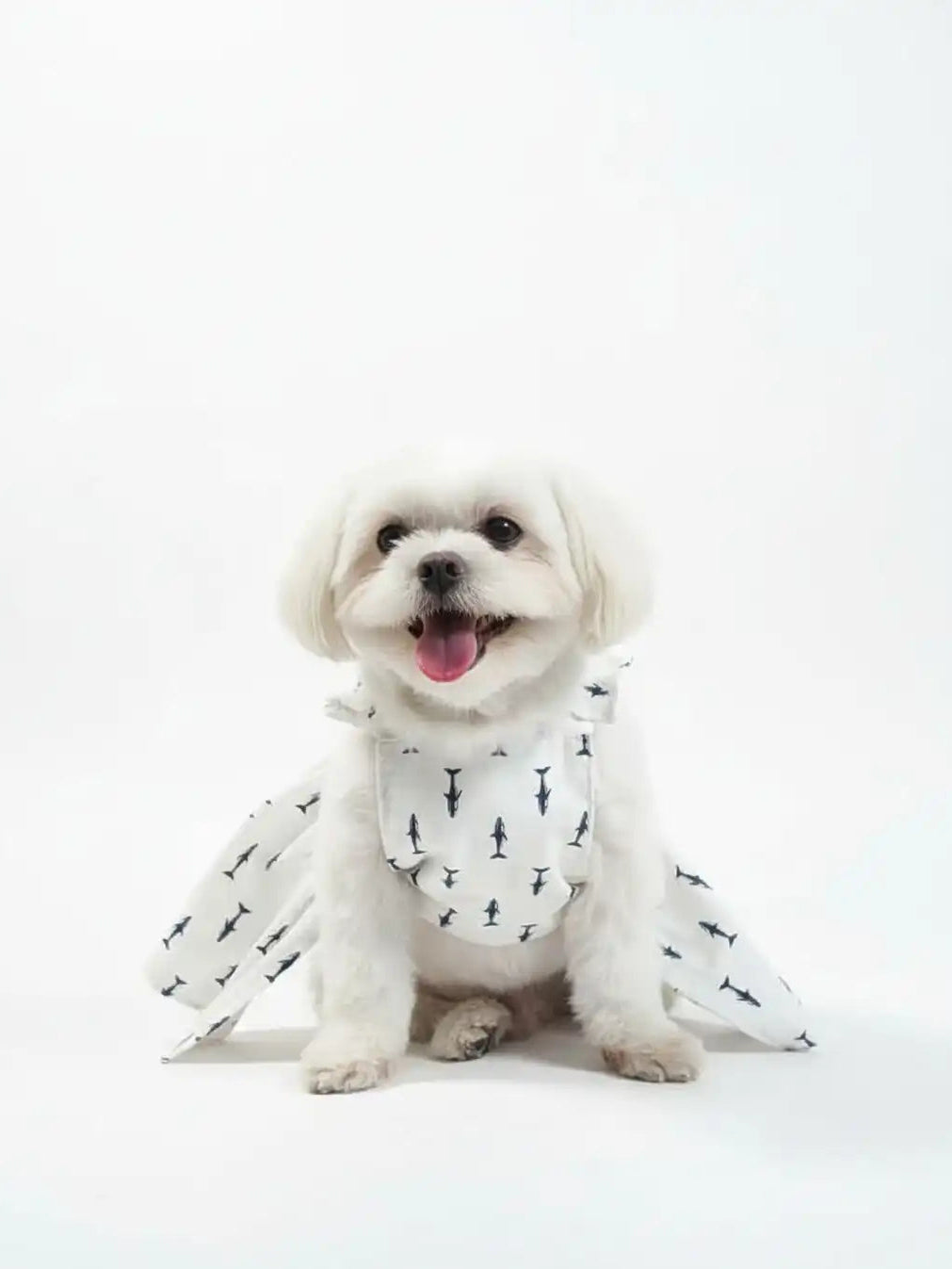 white dog wearing a patterned outfit 