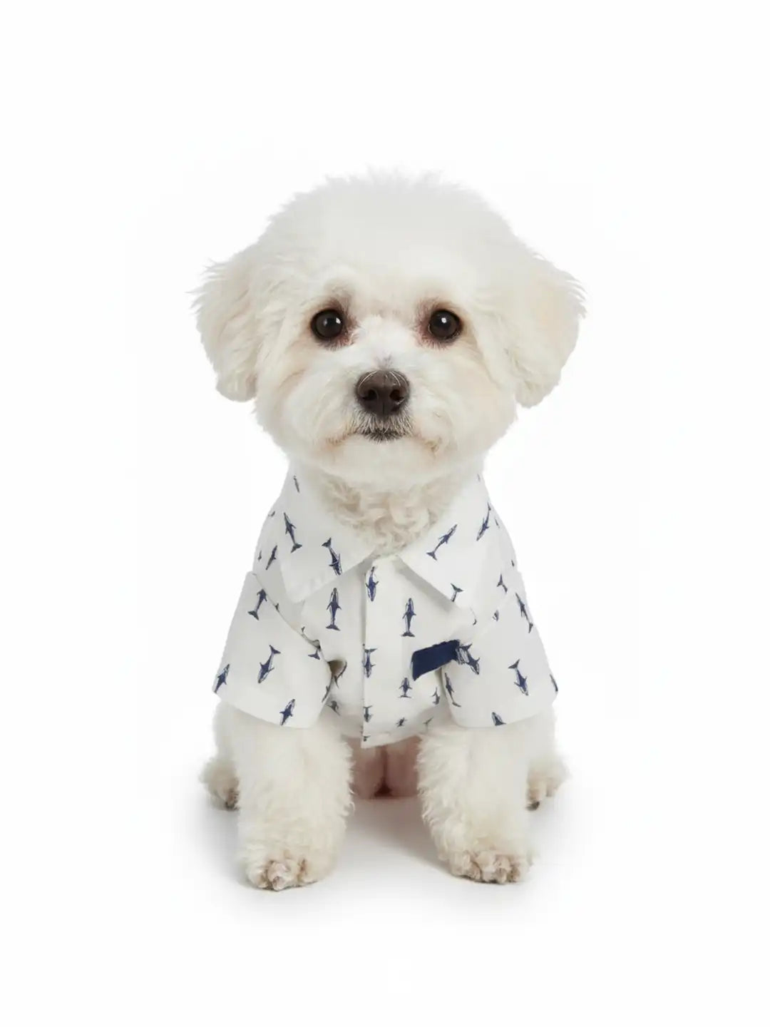 Small white dog wearing a patterned shirt 