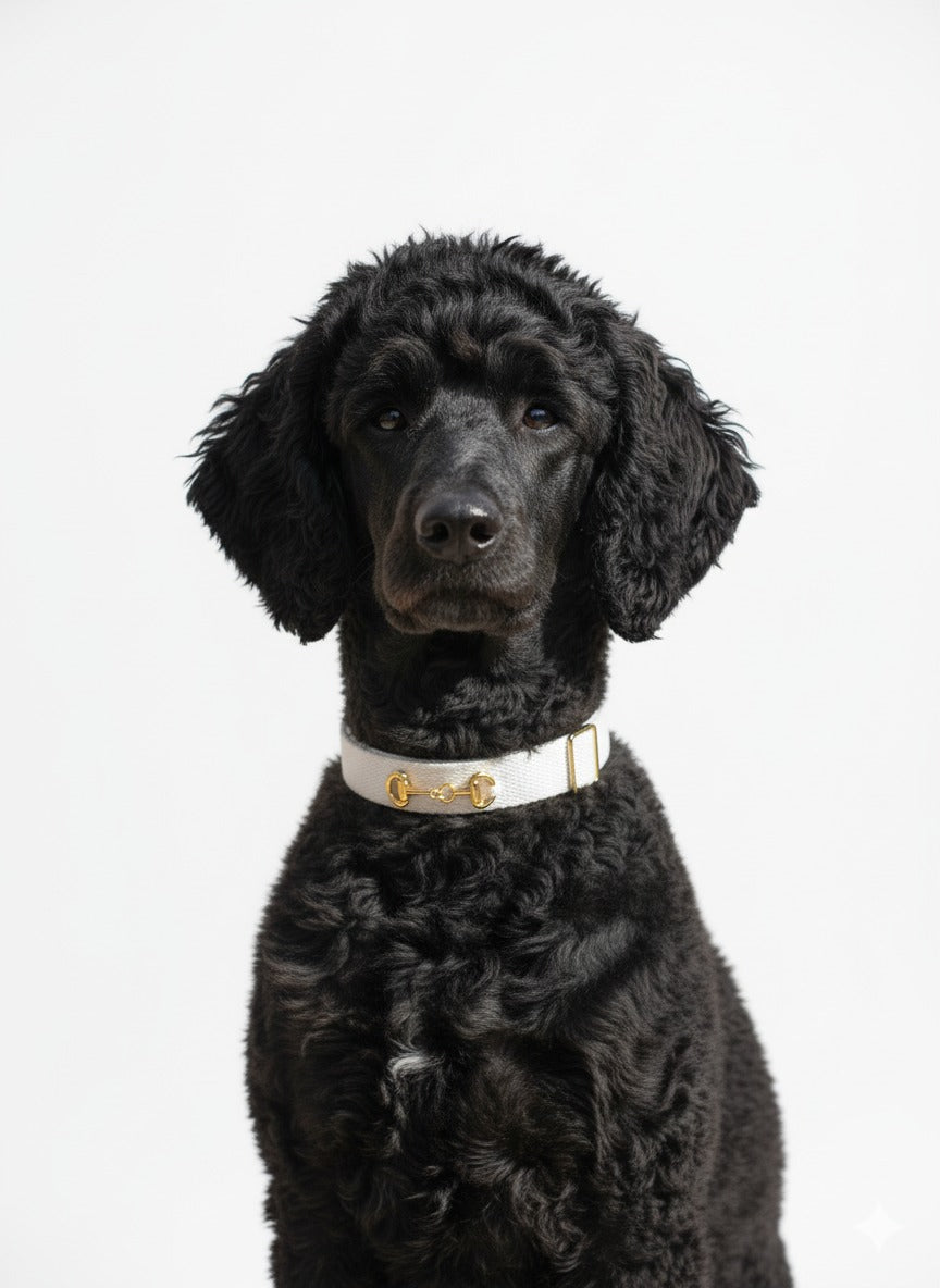 Organic Orbit Reign Pet Collar