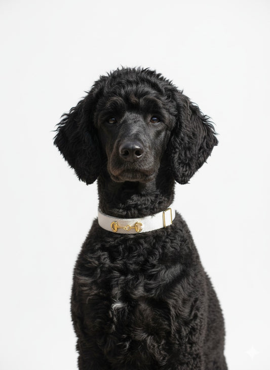 Organic Orbit Reign Pet Collar